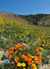 hillsdie wildflowers Gorman California