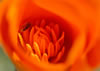 beetle pollinating a California poppy