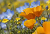 mixed Californai wildflowers