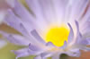 Mohave Aster wildflower abstracr selectrive focus photography