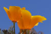 Two California poppies in the sun