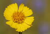 yellow tidy tips wildflower